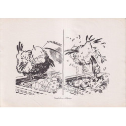 65. AKI - Karikature No 5