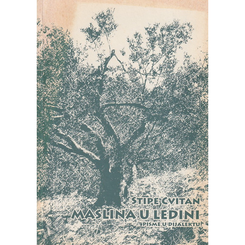 Stipe Cvitan - Maslina u ledini